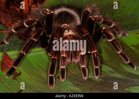 Tarantula Spinne San Sebastian rosa Vogel Essen Pamphobeteus Platyomma Brasilien Südamerika Stockfoto