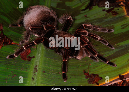 Tarantula Spinne San Sebastian rosa Vogel Essen Pamphobeteus Platyomma BrazilSouth Amerika Stockfoto