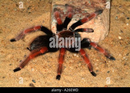 Tarantula Spinne mexikanischen Feuer Legged Brachypelma boehmeiMexico Stockfoto