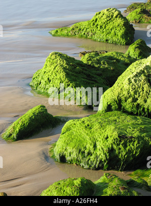 Seetang bedeckt Felsen in den Wellen des Ozeans Stockfoto
