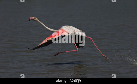 Größere Flamingo Phoenicopterus Ruber Camargue Südfrankreich Stockfoto