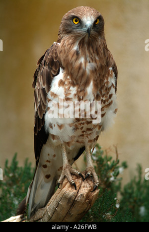 Kurze Toed Adler Circaetus Gallicus überall in Südeuropa und Afrika in Gefangenschaft Stockfoto