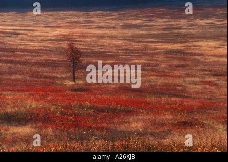 Blaubeer-Sträucher und einsame Eiche auf großen Wiesen. Shenandoah-Nationalpark, Virginia Stockfoto