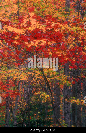 Buntes Laub im Wald entlang Roaring Fork Auto Trail. Tolle Smoky Mountains National Park, Tennessee Stockfoto