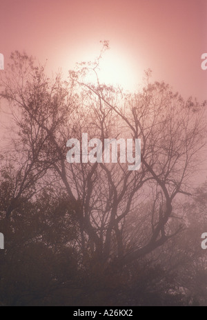 Baum-Silhouette mit aufgehenden Sonne brennen durch Morgennebel. Tolle Smoky Mountains National Park, Tennessee Stockfoto