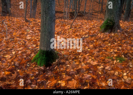 Moosigen Ahorn-Baum-Stämme und Laub ist Manitoulin, Ontario Stockfoto