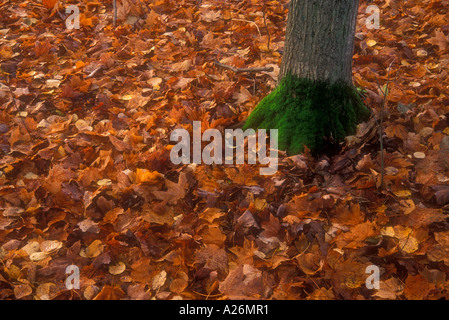 Moosigen Ahorn-Baum-Stämme und Laub ist Manitoulin, Ontario Stockfoto