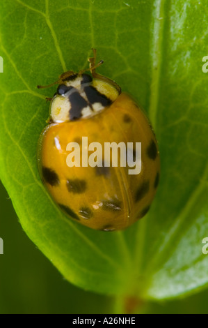Multicolored Asian Lady Beetle (Harmonia Axyridis) Exoten entstanden neu Erwachsenen mit der Entwicklung von Flecken Ontario Stockfoto