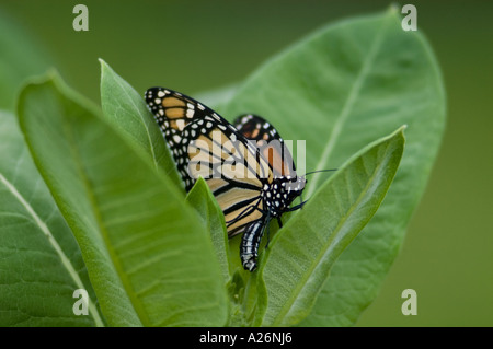 Monarchfalter (Danaus Plexippus) weibliche Verlegung auf gemeinsamen Seidenpflanze Wirtspflanze Ontario Eiern Stockfoto