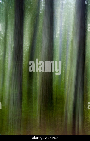 Verschwommene Baumstämme Kamerabewegung Cathedral Grove MacMillan PP Stockfoto