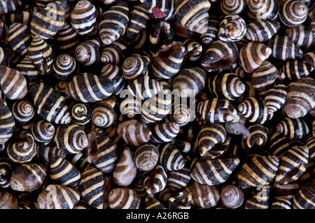 Sammlung von Muscheln der Meere von Sanibel Island Florida Stockfoto