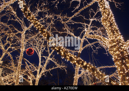 Vierzigtausend (40.000) weiße Lichtern schmücken Bäume Central Park in Manhattan, New York zu Weihnachten Stockfoto