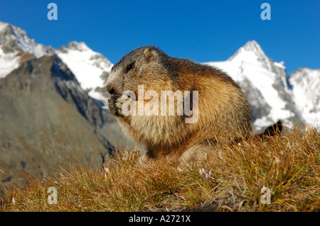 Alpine Murmeltier (Marmota Marmota) mit Großglockner, Österreichs höchsten Gipfel im Hintergrund Stockfoto