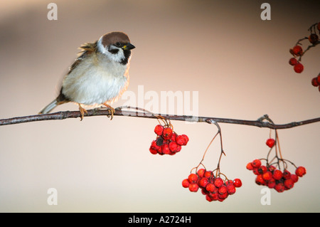 Baum-Spatz (Passer Montanus) sitzt auf Eberesche (Sorbus Aucuparia bei Sonnenuntergang Stockfoto