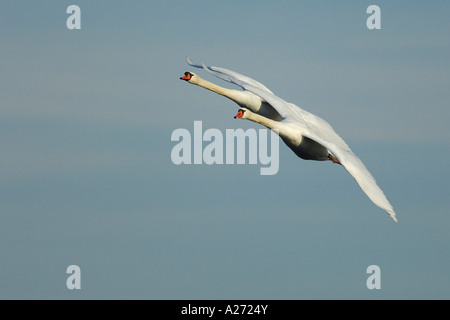 Schwäne (Cygnus Olor) fliegen stumm Stockfoto