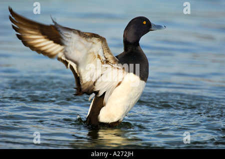 Reiherenten (Aythya Fuligula) männlich, klatschte seine Flügel Stockfoto