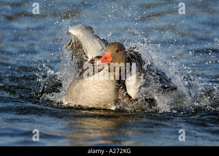 Graugans (Anser Anser) ist ein Bad nehmen. Stockfoto