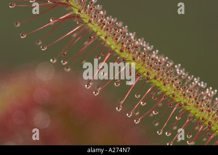 Tröpfchen Goo auf Blatt der Sonnentau Pflanze Drosera Capensis Südafrika Stockfoto