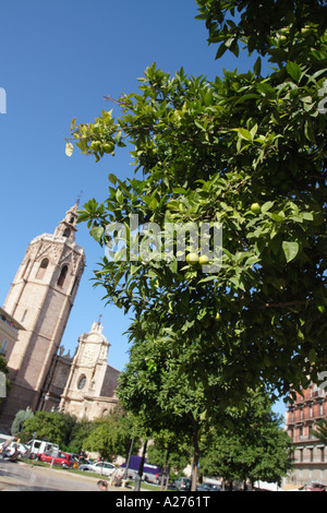 Valencia, Spanien der gotischen Cathedrel Glockenturm mit Orangenbäumen und orange Frucht in der Plaza De La Reina Stockfoto