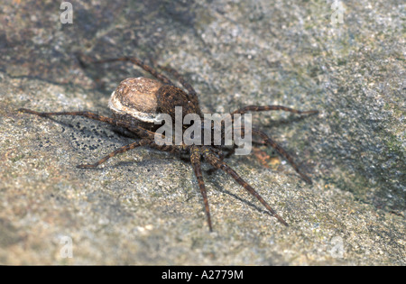 Wolfspinne (Paradosa Spec), Frauen tragen ein Ei-sack Stockfoto