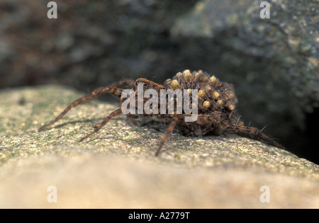 Wolfspinne (Paradosa Spec), Frauen tragen ihre jungen Stockfoto