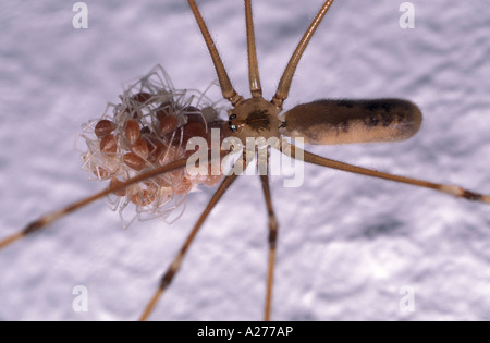 Daddy Long Legs Spider (Pholcus Phalangioides), Weibchen mit jungen Spinnen Stockfoto