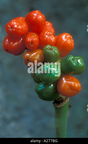 Kuckuck Pint (Arum Maculatum) Stockfoto