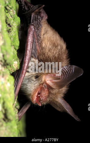 Bechstein Fledermaus (Myotis Bechsteinii) Stockfoto