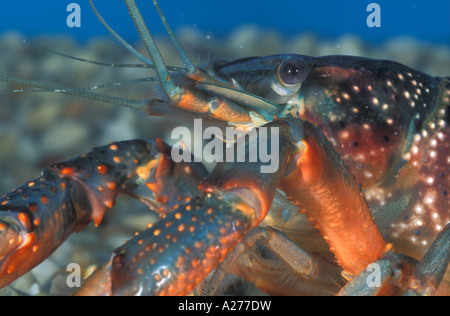 Flusskrebse (Procambarus Clarkii), gefangen Stockfoto