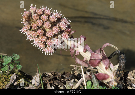 Gemeinsamen Pestwurz (Petasites Hybridus) Stockfoto