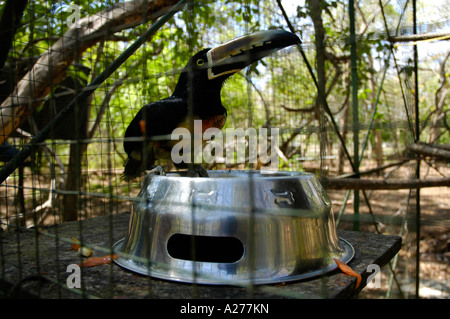 Collared Aracari, Pteroglossus Manlius in Gefangenschaft im Tierheim Stockfoto