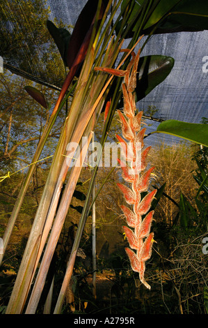 Heliconia Vellerigera, Hummergreifer False Vogelparadies, Costa Rica Stockfoto