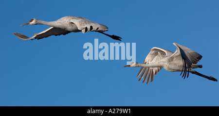 Mehr Kraniche (Grus Canadensis) im Flug, winter Stockfoto