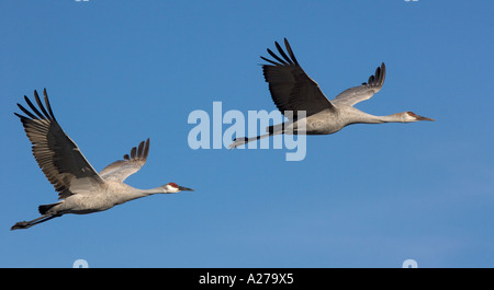 Mehr Kraniche (Grus Canadensis) im Flug, winter Stockfoto