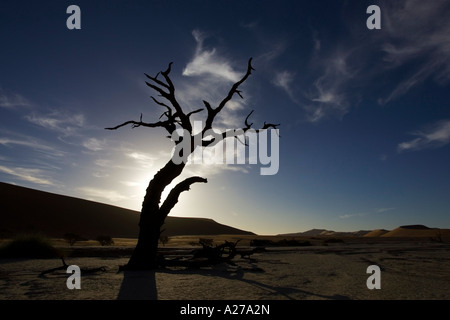 Toter Baum im Gegenlicht auf einem trockenen Lehm Vlei. Deadvlei (von Sossusvlei), Namib-Wüste, Namibia Stockfoto