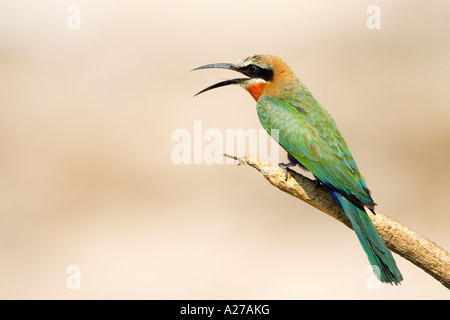 White-fronted Bienenfresser (Merops Bullockoides). Zambezi (Sambezi), Caprivi, Namibia, Afrika Stockfoto