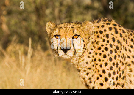 Gepard (Acinonyx Jubatus), Namibia, Afrika Stockfoto