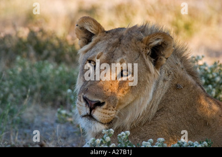 Joung Löwe, Männlich (Panthera Leo) im Schatten, Etosha Nationalpark, Namibia, Afrika Stockfoto