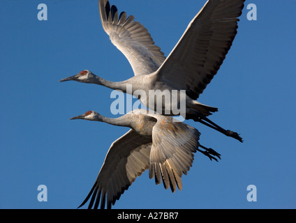 Mehr Kraniche (Grus Canadensis) im Flug winter Stockfoto