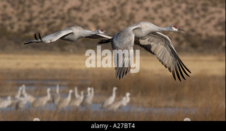 Mehr Kraniche (Grus Canadensis) im Flug winter Stockfoto