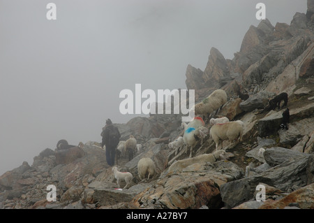 Italienischer Schäferhund Laufwerk Fherd Ove Niderjoch Gletscher in Richtung Similaun in Italiens Val Senales Stockfoto