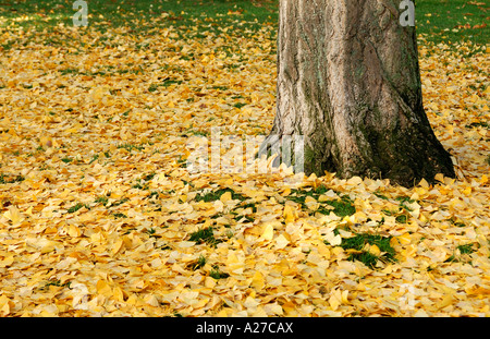 Herbstlaub, Ginkgo-Baum, Ginkgo biloba Stockfoto