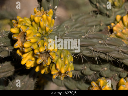 Baum Cholla Cylindropuntia Imbricata A Wüste Kakteen und Strauch Stockfoto