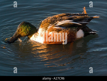 Männliche Löffelente oder nördlichen Löffelente (Anas Clypeata) in mitten im Winter, Nahaufnahme Stockfoto