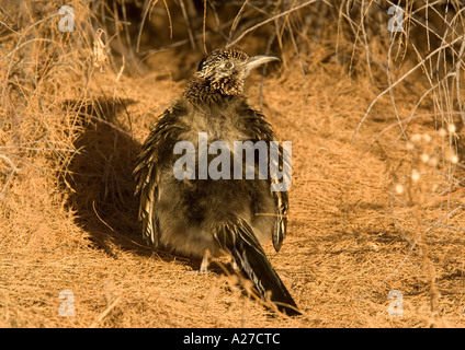 Größere Roadrunner Geococcyx Californianus Sonnenbaden in der Wintersonne Stockfoto