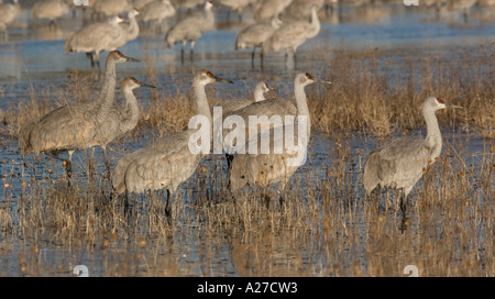 Mehr Kraniche Grus Canadensis im Winter Bosque del Apache Stockfoto