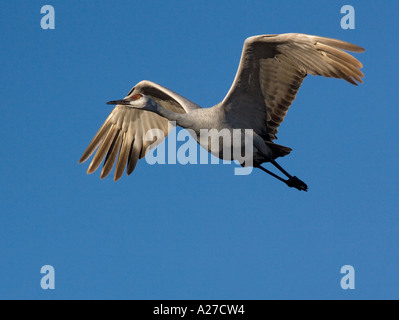 Mehr Kraniche Grus Canadensis im Flug winter Stockfoto