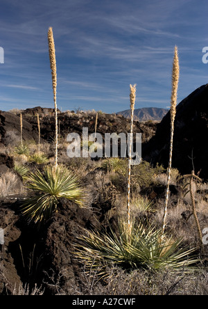 Sotol Pflanzen Dasylirion Wheeleri auf den letzten Lavastrom westlich von Chorizozo New Mexico Stockfoto