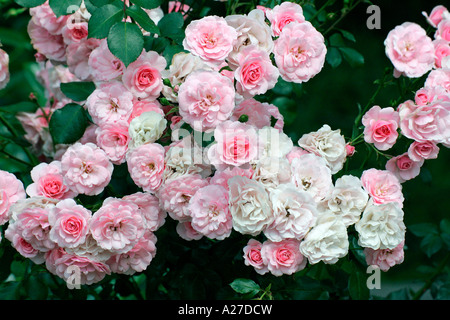 Rose - Rosa Bonica 82 Stockfoto