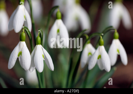 Gemeinsamen Schneeglöckchen (Galanthus Nivalis) Stockfoto